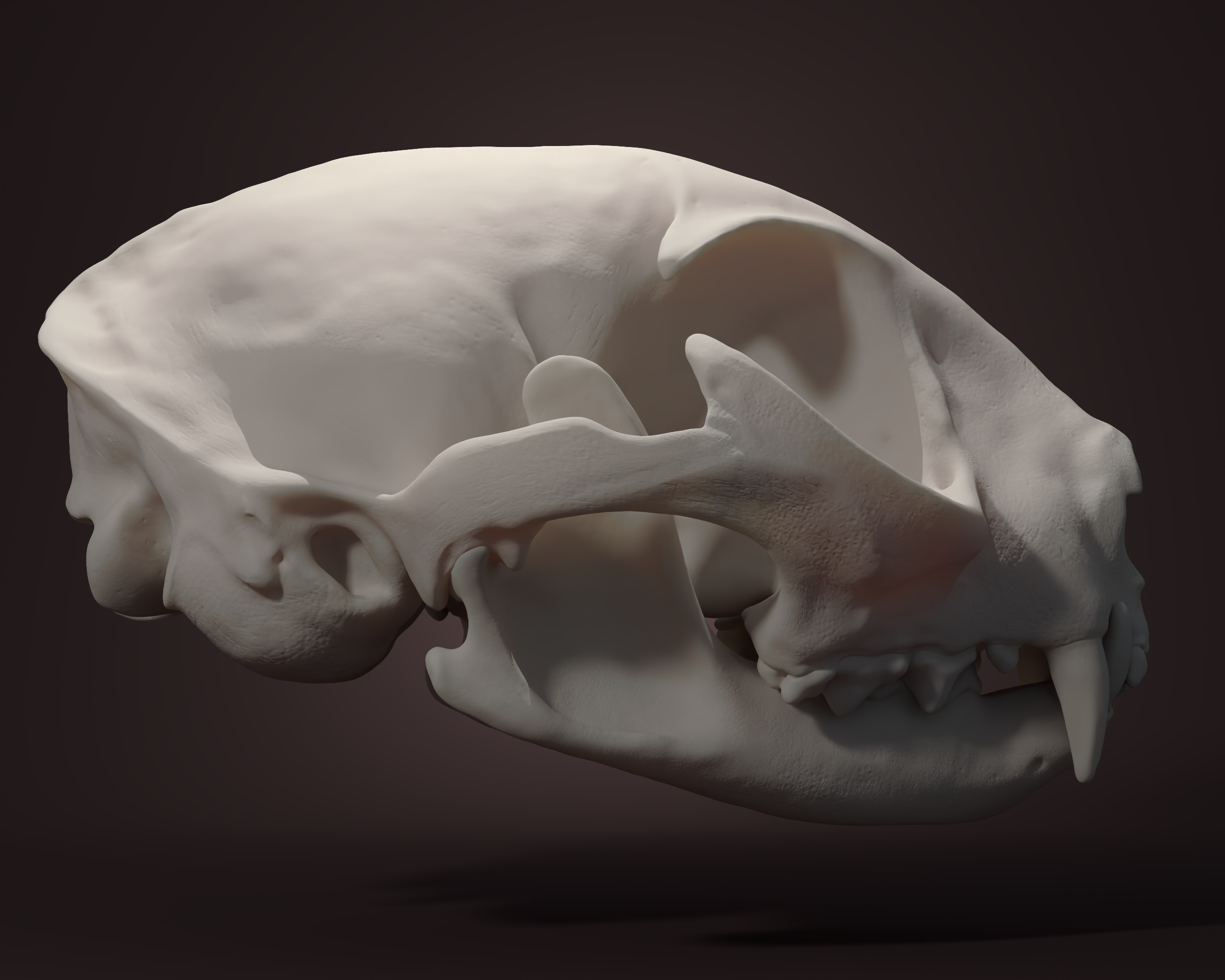 Cat Skull — Home - Viktoriya Khymych